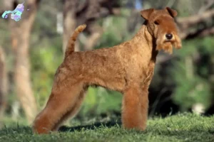 Read more about the article Lakeland Terrier opdrættere og hvalpe i Nordjylland