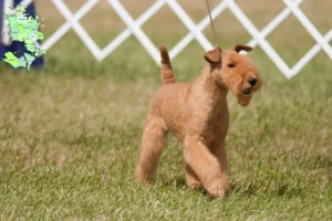 Read more about the article Lakeland Terrier opdrættere og hvalpe på Sjælland