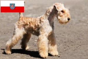 Read more about the article Lakeland Terrier opdrættere og hvalpe i Thüringen
