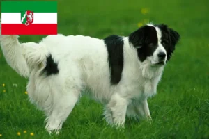 Read more about the article Landseer opdrættere og hvalpe i Nordrhein-Westfalen