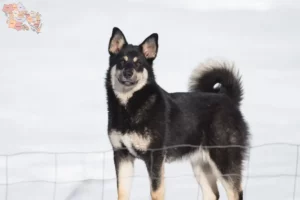 Read more about the article Lappisk rensdyrhundeopdrætter og hvalpe i Syddanmark