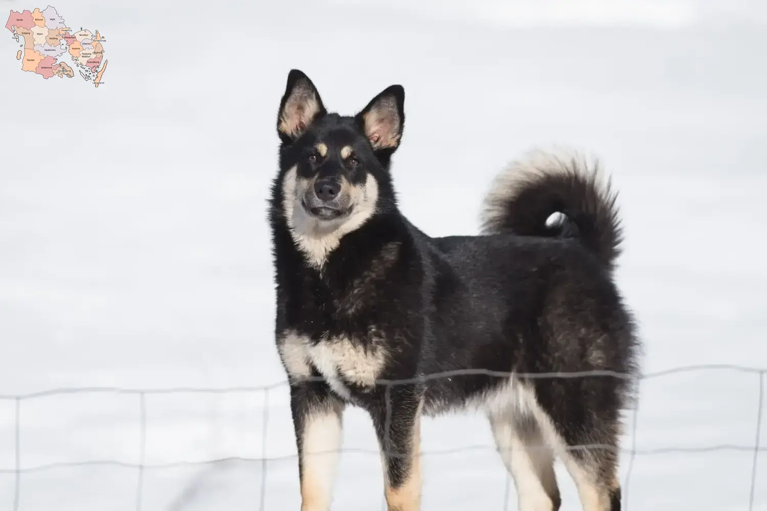 Lappiske rensdyrhundehvalpe og opdrættere Syddanmark Find lappiske rensdyrhundeopdrættere i Syddanmark.