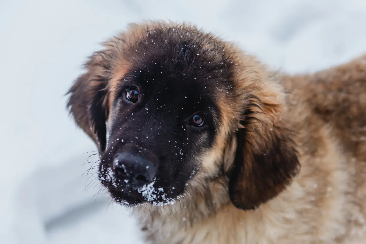 At købe en Leonberger-hvalp betyder at tage ansvar! Køb Leonberger-hvalpe.
