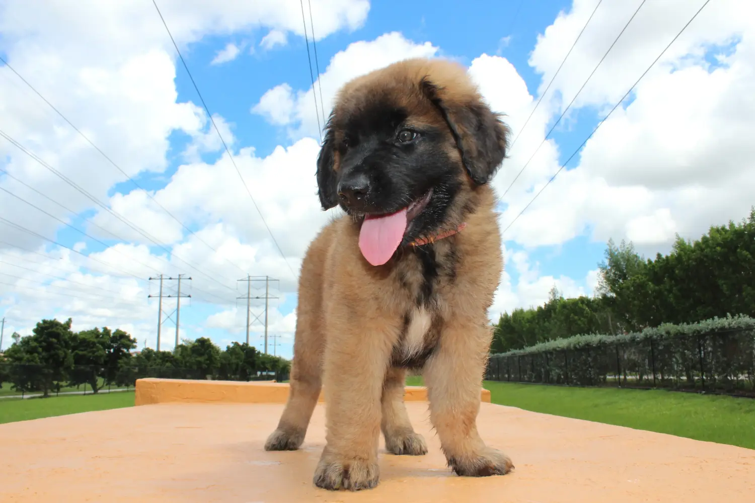 At købe en Leonberger-hvalp betyder at tage ansvar! Køb Leonberger-hvalpe.