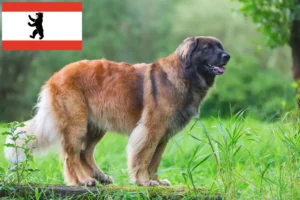 Read more about the article Leonberger opdrættere og hvalpe i Berlin