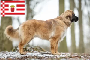 Read more about the article Leonberger opdrættere og hvalpe i Bremen