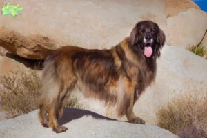 Read more about the article Leonberger opdrættere og hvalpe i Midtjylland