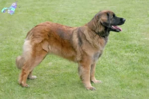 Read more about the article Leonberger opdrættere og hvalpe i Nordjylland