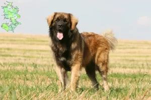 Read more about the article Leonberger opdrættere og hvalpe på Sjælland