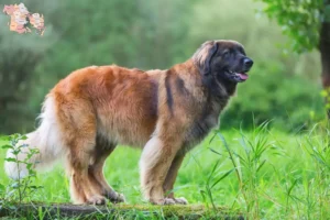 Read more about the article Leonberger opdrættere og hvalpe i Syddanmark