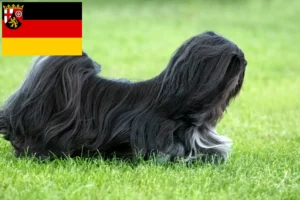 Read more about the article Lhasa Apso-opdrættere og hvalpe i Rheinland-Pfalz