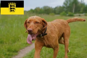 Read more about the article Magyar Vizsla opdrættere og hvalpe i Baden-Württemberg