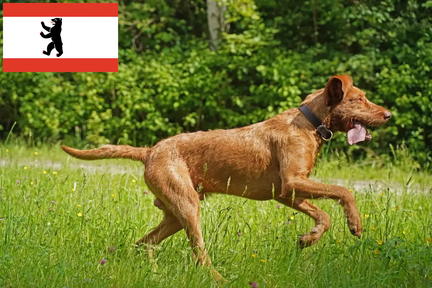 Read more about the article Magyar Vizsla opdrættere og hvalpe i Berlin