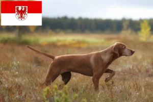 Read more about the article Magyar Vizsla opdrættere og hvalpe i Brandenburg