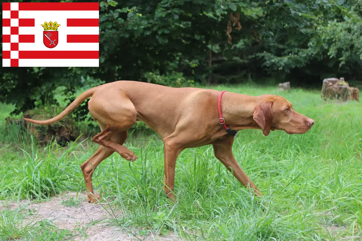 Read more about the article Magyar Vizsla opdrættere og hvalpe i Bremen