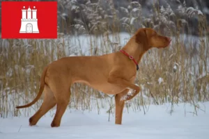 Read more about the article Magyar Vizsla opdrættere og hvalpe i Hamborg
