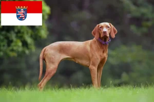 Read more about the article Magyar Vizsla opdrættere og hvalpe i Hessen