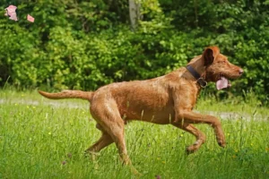Read more about the article Magyar Vizsla opdrættere og hvalpe i Hovedstaden