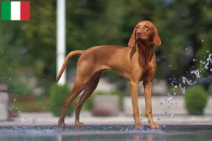 Read more about the article Magyar Vizsla opdrættere og hvalpe i Italien