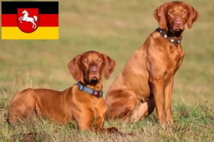 Read more about the article Magyar Vizsla opdrættere og hvalpe i Niedersachsen