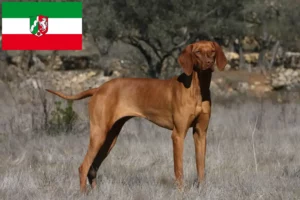 Read more about the article Magyar Vizsla opdrættere og hvalpe i Nordrhein-Westfalen