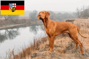Read more about the article Magyar Vizsla opdrættere og hvalpe i Saarland