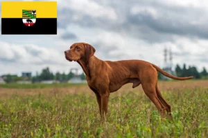 Read more about the article Magyar Vizsla opdrættere og hvalpe i Sachsen-Anhalt