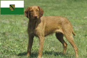 Read more about the article Magyar Vizsla opdrættere og hvalpe i Sachsen