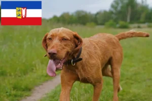 Read more about the article Magyar Vizsla opdrættere og hvalpe i Slesvig-Holsten