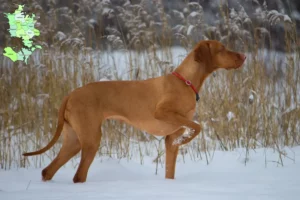 Read more about the article Magyar Vizsla opdrættere og hvalpe på Sjælland