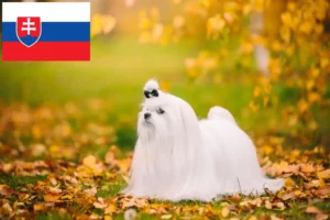 Read more about the article Malteseropdrættere og hvalpe i Slovakiet