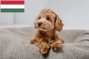 Read more about the article Maltipoo-opdrættere og hvalpe i Ungarn