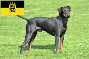 Read more about the article Manchester Terrier opdrættere og hvalpe i Baden-Württemberg