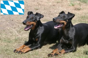 Read more about the article Manchester Terrier opdrættere og hvalpe i Bayern