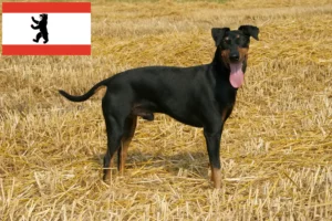 Read more about the article Manchester Terrier opdrættere og hvalpe i Berlin