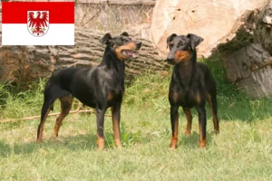 Read more about the article Manchester Terrier opdrættere og hvalpe i Brandenburg