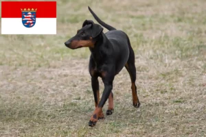Read more about the article Manchester Terrier opdrættere og hvalpe i Hessen