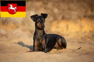Read more about the article Manchester Terrier opdrættere og hvalpe i Niedersachsen