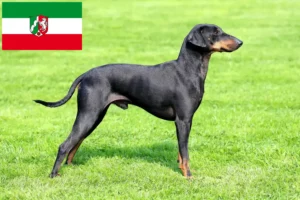 Read more about the article Manchester Terrier opdrættere og hvalpe i Nordrhein-Westfalen
