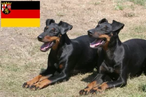 Read more about the article Manchester Terrier opdrættere og hvalpe i Rheinland-Pfalz