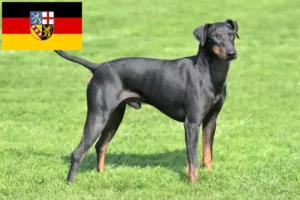 Read more about the article Manchester Terrier opdrættere og hvalpe i Saarland