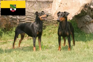 Read more about the article Manchester Terrier opdrættere og hvalpe i Sachsen-Anhalt