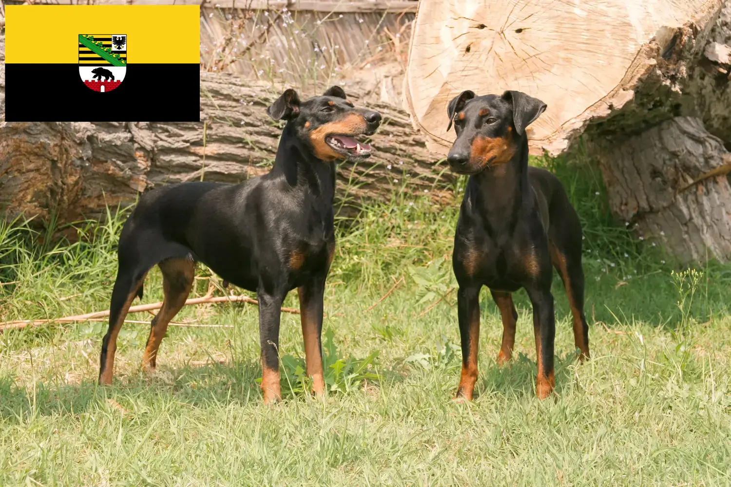 Manchester Terrier hvalpe og opdrættere Sachsen-Anhalt Find Manchester Terrier-opdrættere i Sachsen-Anhalt.