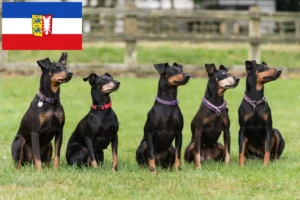 Read more about the article Manchester Terrier opdrættere og hvalpe i Slesvig-Holsten