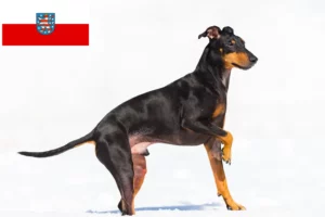 Read more about the article Manchester Terrier opdrættere og hvalpe i Thüringen