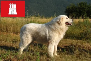 Read more about the article Maremma Abruzzi Sheepdog opdrættere og hvalpe i Hamborg