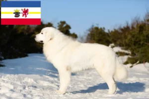 Read more about the article Maremma Abruzzi Sheepdog opdrættere og hvalpe i Mecklenburg-Vorpommern