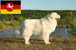 Read more about the article Maremma Abruzzi Sheepdog opdrættere og hvalpe i Niedersachsen