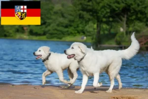 Read more about the article Maremma Abruzzi Sheepdog opdrættere og hvalpe i Saarland