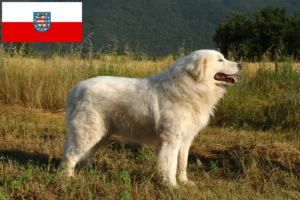 Read more about the article Maremma Abruzzi Sheepdog opdrættere og hvalpe i Thüringen